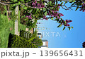 Lilacs, TV Tower, and Maypole in Sapporo's Odori Park 139656431