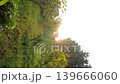 Vertical Wide shot of a lush green grassy orchard field during morning sunrise with bright sun flare and tall trees. 139666060