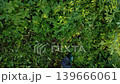 Vertical High angle shot of a person holding a string trimmer to cut thick green weeds in a garden 139666061