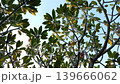 Low angle shot of green frangipani tree branches and leaves reaching towards the clear blue sky. 139666062