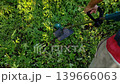 Wide shot of a person holding a string trimmer to cut thick green weeds in a garden. 139666063