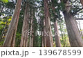 聳え立つ木々 139678599