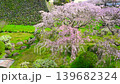 島原城の枝垂れ桜 139682324
