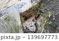 Texture of food waste pile and moss between damp and dirty wet rocks 139697773
