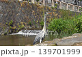 京都、鴨川の傍を流れるみそそぎ川とアオサギ 139701999