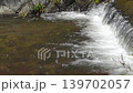京都、鴨川の傍を流れるみそそぎ川とアオサギ 139702057
