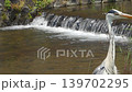 京都、鴨川の傍を流れるみそそぎ川とアオサギ 139702295