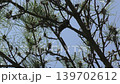 Insects that blend in with trees 139702612