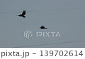 Hawks and Crows 139702614