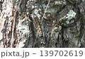 insects crawling on trees 139702619