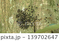 Bug 139702647
