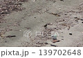 Sparrow 139702648