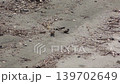 Sparrow 139702649