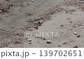 麻雀 139702651