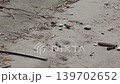 Sparrow 139702652