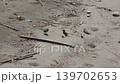 Sparrow 139702653