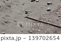 Sparrow 139702654
