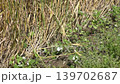 Butterfly 139702687