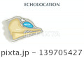animation of Dolphin echolocation infographic diagram showing how marine mammals navigate and hunt. Biological cross section illustrating melon, blowhole, air sacs, brain, skull, sound waves and prey 139705427