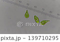 三種眼蟲 139710295