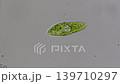 將眼蟲固定好，觀察糞便的移動情形。 139710297