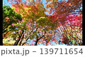 秋日楓葉的慢鏡頭 139711654