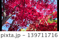 慢動作下的紅楓葉 139711716