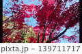 慢動作下的紅楓葉 139711717