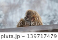 野生猿の毛づくろい 139717479