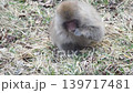 春を楽しむ子猿 139717481