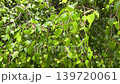 Natural background of green birch leaves gently swaying in the wind. Symbolizes nature, tranquility, freshness, and peaceful outdoor environment. High quality 4k footage 139720061