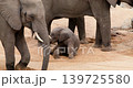 Baby Elephant Struggling to Stand Up After Falling into Sand Hole, Kruger Park 139725580