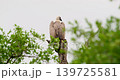 White-backed Vulture Perched on Dead Tree Stump in Kruger National Park 139725581