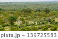 Panoramic Follow Shot of Pickup Car Driving on Road in Kruger National Park 139725583