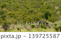 Two Elephants Mother and Calf Walking on Asphalt Road in Kruger National Park 139725587