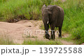 Wild African Elephant Walking on Sandy Path by Green Grass in Kruger Park 139725588