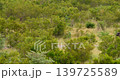 Safari Vehicle Reversing on Road as Two Elephants Approach in Kruger Park 139725589