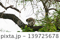 Vervet Monkey Sitting on a Tree Branch in Kruger National Park South Africa 139725678