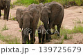 Herd of African Elephants with Calves Walking on Sand, Kruger National Park 139725679