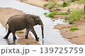 African Elephant Walking Across Small River and Drinking Water, Kruger Park 139725759