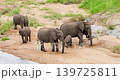Herd of African Elephants Digging Holes in Sand to Drink Water in Kruger Park 139725811