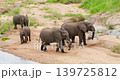 Herd of African Elephants Digging Holes in Sand to Drink Water in Kruger Park 139725812