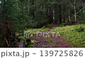 Hiking Along Narrow Forest Trail in Nordic Wilderness 139725826
