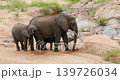 Herd of African Elephants Digging Holes in Sand to Drink Water in Kruger Park 139726034