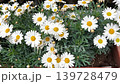White delicate daisy flowers close up blooming in an outdoor window box, vibrant petals and yellow centers sway gently in the breeze, creating a fresh, bright, and sunny summer garden mood 139728479
