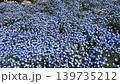 A fantastical scene of countless nemophila flowers swaying in the breeze. 139735212