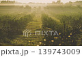 Early Morning Golden Hour Light Filters Through Mist Across a Young, Green Palm Plantation in a Scenic Southeast Asian Vista. High quality 4k footage 139743009