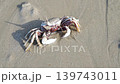 A moment of stillness: a solitary ghost crab sits on the warm sand under the vast sky, embodying the serene and slow-paced life of Thailand's coastal ecosystem. High quality 4k footage 139743011