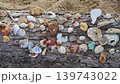 This shows a collection of seashells gathered on a log at a beach in Thailand. The shells vary in shape and color, resting on sand under a clear sky. The scene captures the beauty of nature. High 139743022
