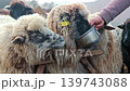 Sheep Feeding From Metal Bowl In Rural Farmyard, close up livestock video frame with woolly flock and soft countryside light 139743088